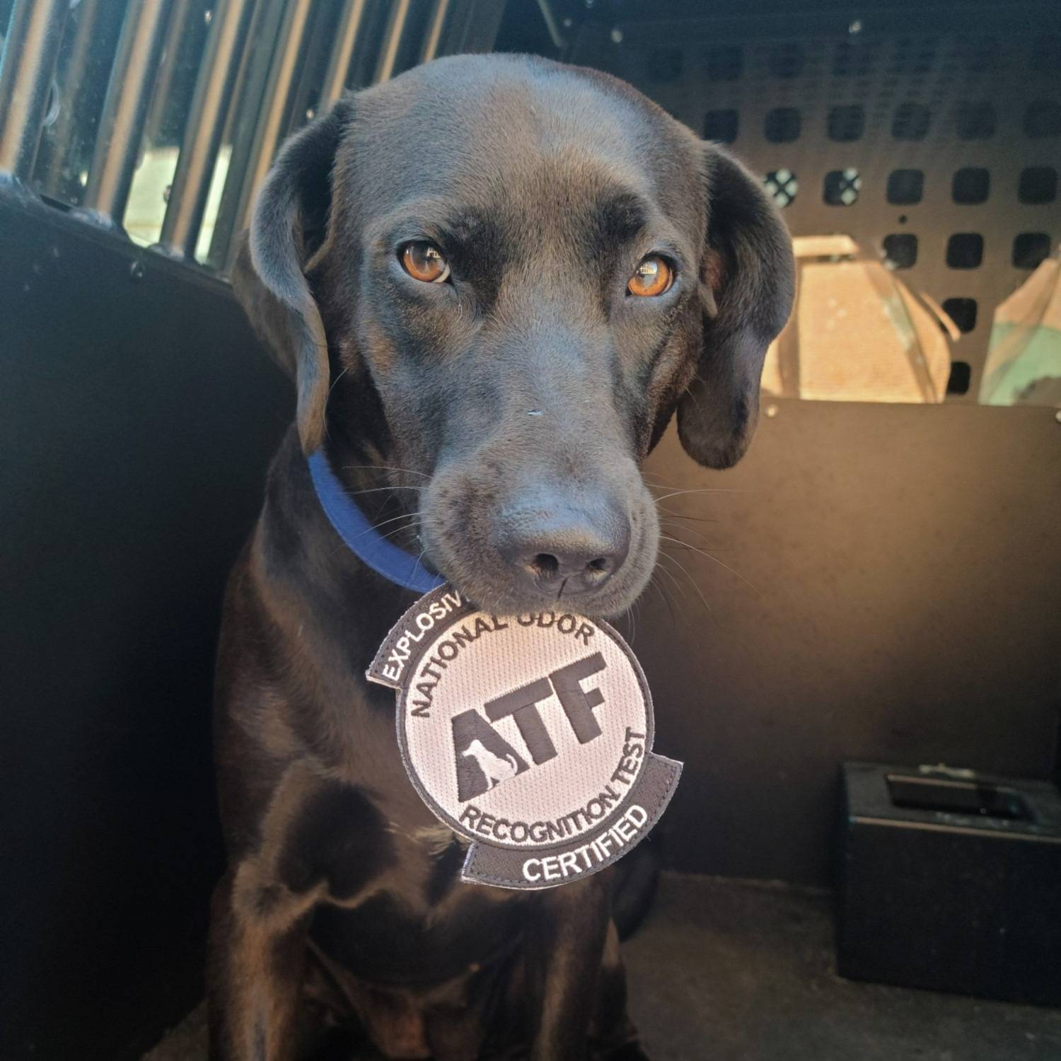 A black lab dog with a blue collar sitting in the back of a police cruiser with a patch in her mouth that states Explosive Certified, ATF National Odor Recognition Test